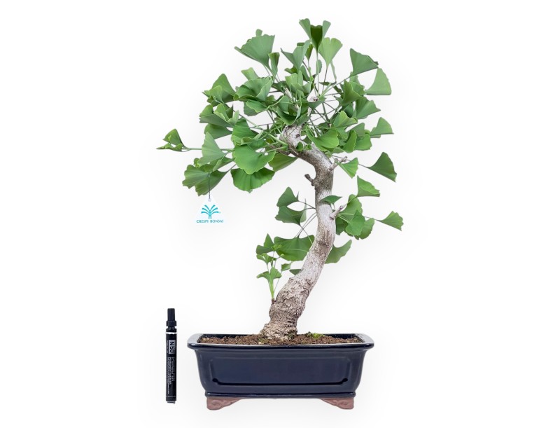 Bonsai von Ginkgo biloba von 55 cm | Rechteckig blau Topf