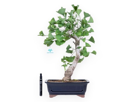 Bonsai von Ginkgo biloba von 55 cm | Rechteckig blau Topf