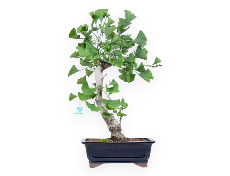 Bonsai von Ginkgo biloba von 55 cm | Rechteckig blau Topf
