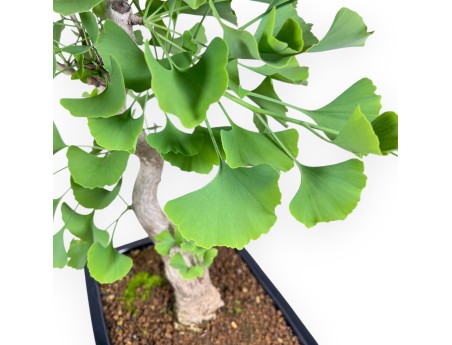 Bonsai von Ginkgo biloba von 55 cm | Rechteckig blau Topf