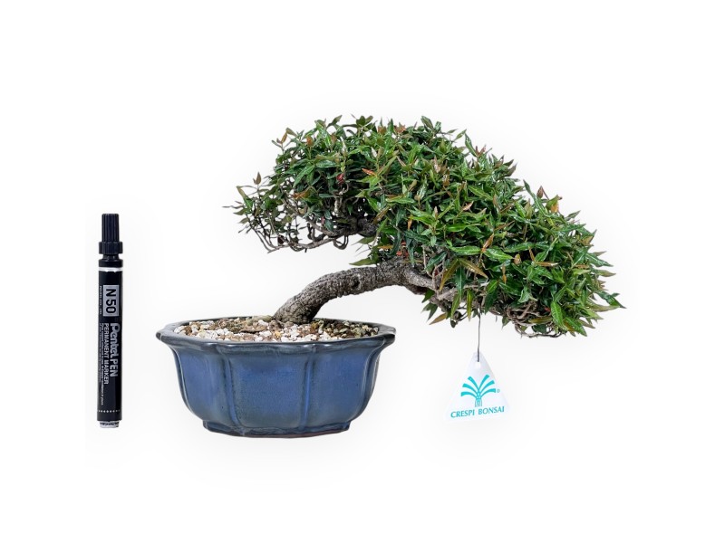 Bonsai van Trachelospermum van 20 cm | Lotus bloem blauw pot