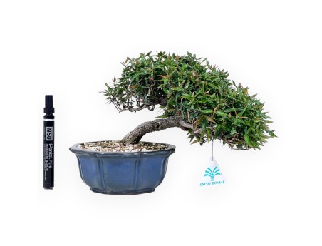Bonsái de Trachelospermum de 20 cm | Maceta flor de loto azul