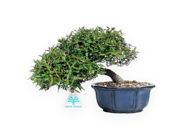 Bonsái de Trachelospermum de 20 cm | Maceta flor de loto azul