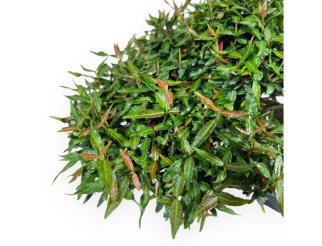 Bonsai of Trachelospermum of 20 cm | Lotus-flower blue pot