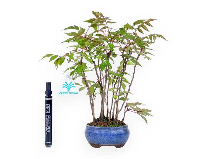 Bonsái de Rhus succedanea de 29 cm | Maceta redondo azul