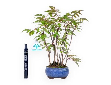 Bonsai von Rhus succedanea von 29 cm | Rund blau Topf