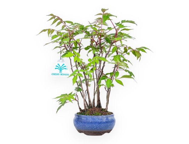 Bonsai von Rhus succedanea von 29 cm | Rund blau Topf
