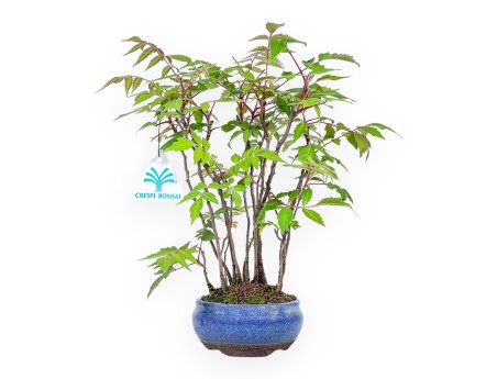 Bonsai von Rhus succedanea von 29 cm | Rund blau Topf