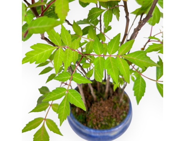 Bonsaï de Rhus succedanea de 29 cm | Pot rond bleu 2