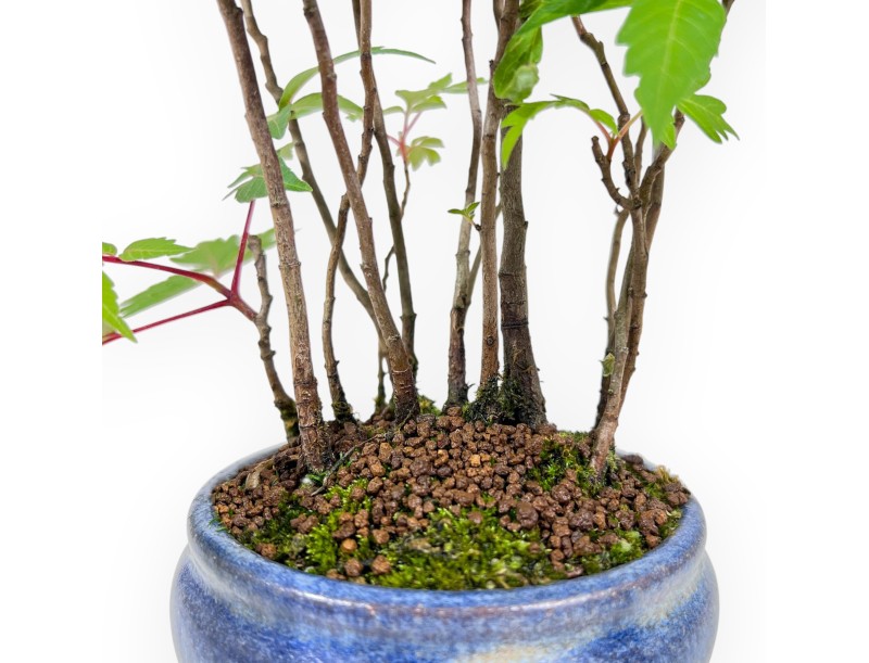 Bonsai of Rhus succedanea of 29 cm | Round blue pot
