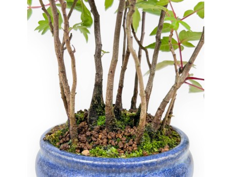 Bonsái de Rhus succedanea de 29 cm | Maceta redondo azul