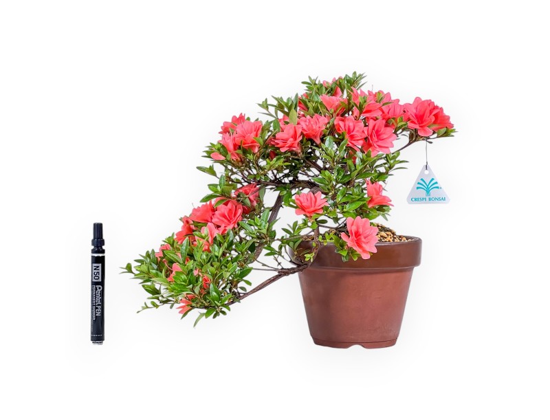 Bonsai von Azalee von 31 cm | Rund unglasierten anzucht Topf