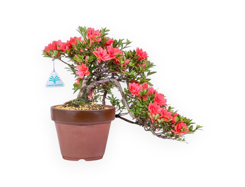 Bonsai von Azalee von 31 cm | Rund unglasierten anzucht Topf