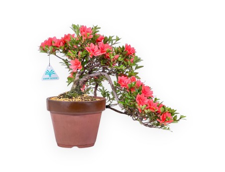 Bonsai von Azalee von 31 cm | Rund unglasierten anzucht Topf