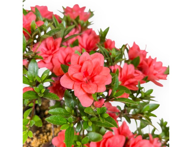 Bonsaï de Azalea de 31 cm | Pot rond de culture non émaillé 2