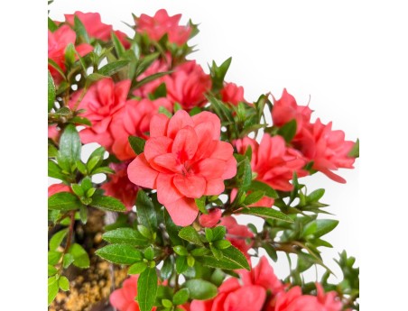 Bonsai von Azalee von 31 cm | Rund unglasierten anzucht Topf