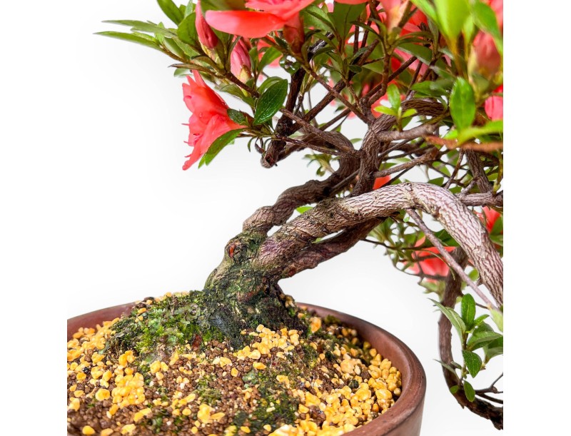 Bonsai von Azalee von 31 cm | Rund unglasierten anzucht Topf