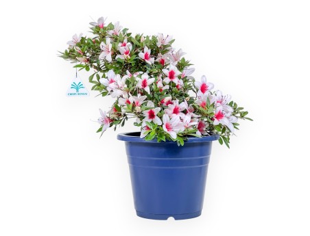 Bonsai van Azalea van 36 cm | Rond blauw plastic pot