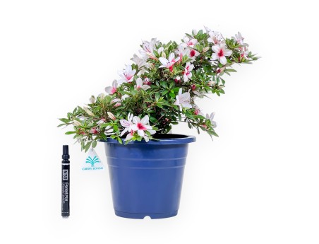 Bonsaï de azalée de 36 cm | Pot rond en plastique bleu