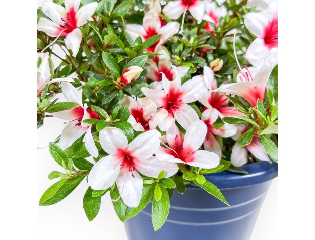 Bonsai di Azalea da 36 cm | Vaso tondo in plastica blu 2