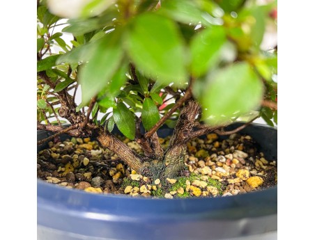Bonsai van Azalea van 36 cm | Rond blauw plastic pot