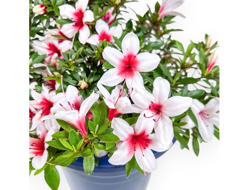 Bonsai van Azalea van 36 cm | Rond blauw plastic pot