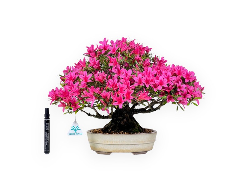 Bonsai di Azalea da 34 cm | Vaso ovale color crema