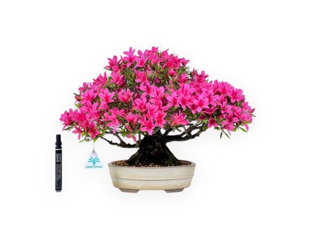 Bonsai di Azalea da 34 cm | Vaso ovale color crema