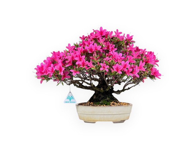 Bonsai di Azalea da 34 cm | Vaso ovale color crema