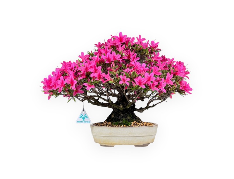 Bonsaï de azalée de 34 cm | Pot ovale crème