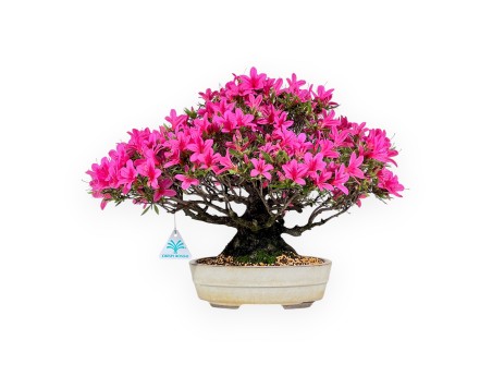 Bonsaï de azalée de 34 cm | Pot ovale crème