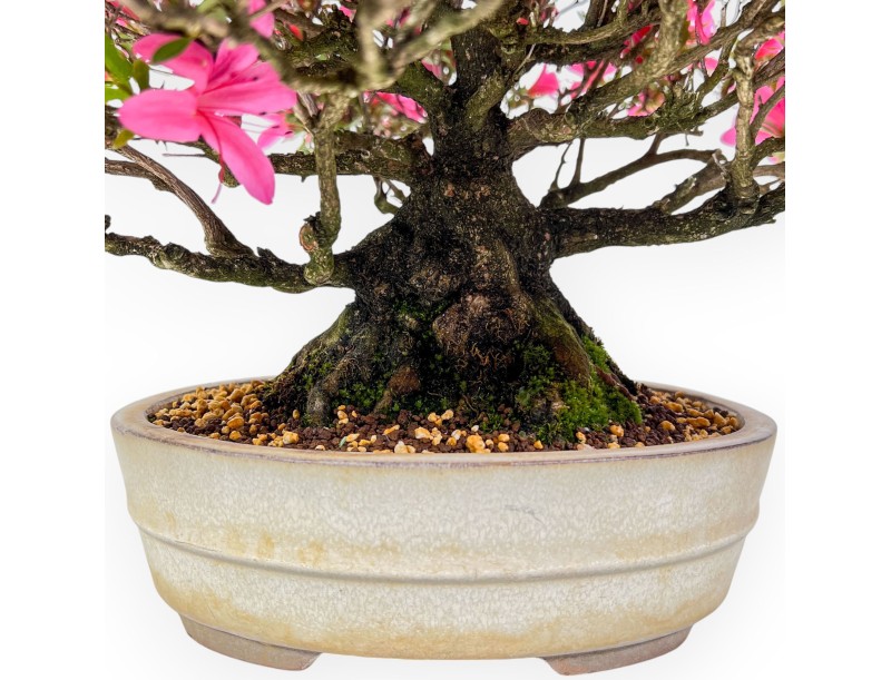 Bonsai di Azalea da 34 cm | Vaso ovale color crema