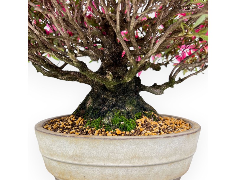 Bonsai di Azalea da 34 cm | Vaso ovale color crema