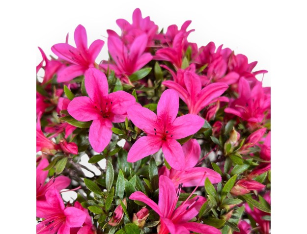Bonsai di Azalea da 34 cm | Vaso ovale color crema 2