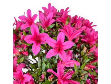 Bonsaï de azalée de 34 cm | Pot ovale crème