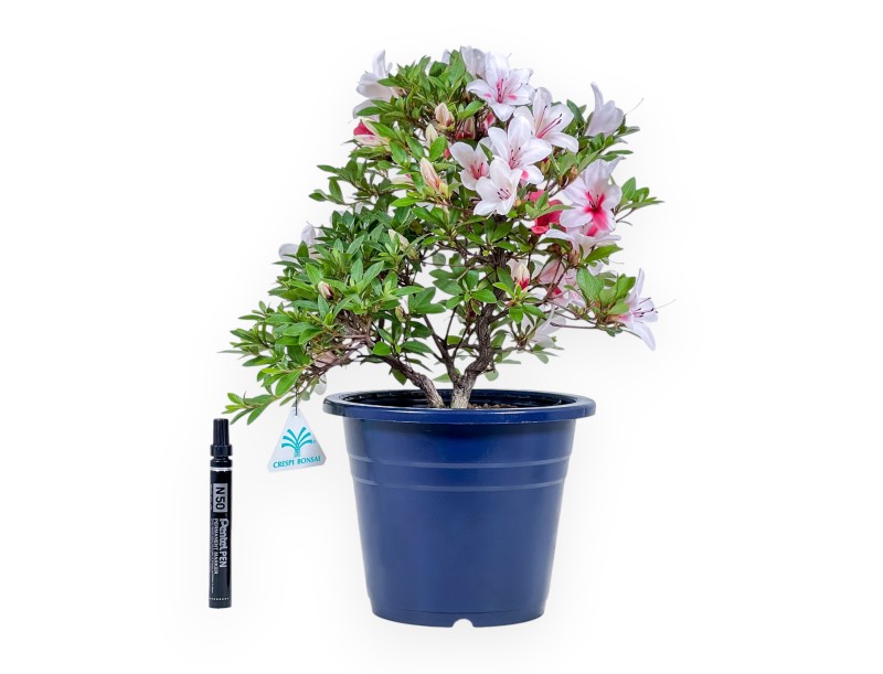 Bonsai von Azalee von 40 cm | Rund blau Kunststoff topf