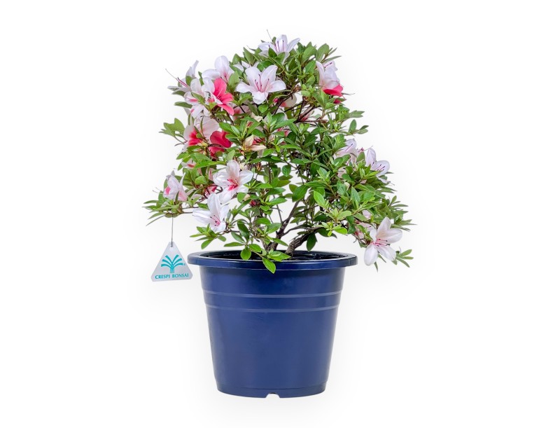 Bonsai di Azalea da 40 cm | Vaso tondo in plastica blu