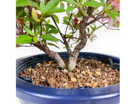 Bonsai von Azalee von 40 cm | Rund blau Kunststoff topf