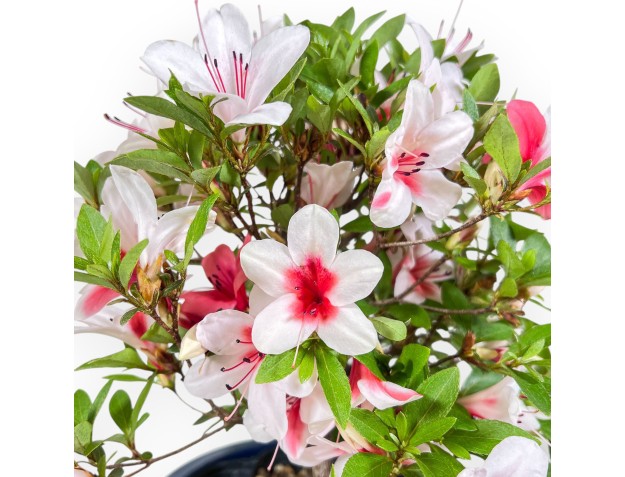Bonsai di Azalea da 40 cm | Vaso tondo in plastica blu 2