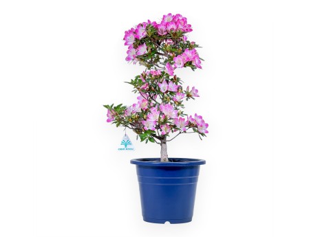 Bonsai di Azalea da 53 cm | Vaso tondo in plastica blu
