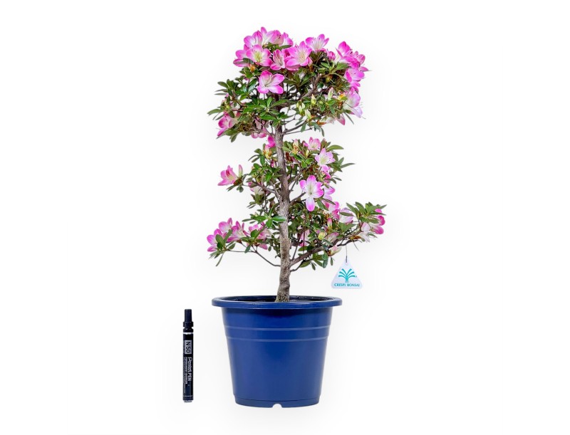 Bonsai di Azalea da 53 cm | Vaso tondo in plastica blu