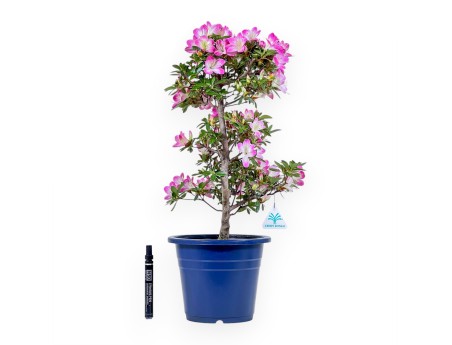 Bonsai von Azalee von 53 cm | Rund blau Kunststoff topf