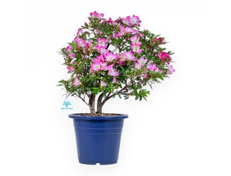 Bonsai of Azalea 48 cm | Round blue plastic pot