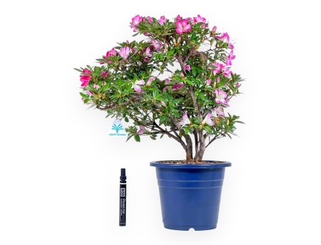Bonsaï de azalée de 48 cm | Pot rond en plastique bleu