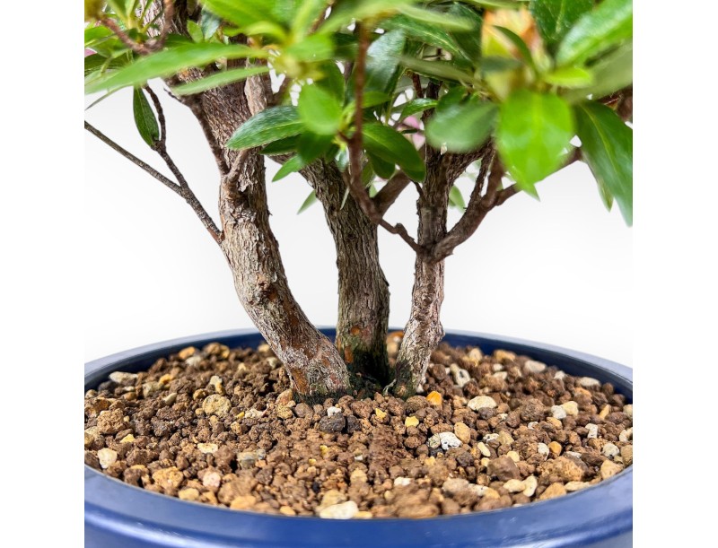 Bonsaï de azalée de 48 cm | Pot rond en plastique bleu