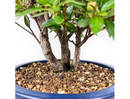Bonsai of Azalea 48 cm | Round blue plastic pot