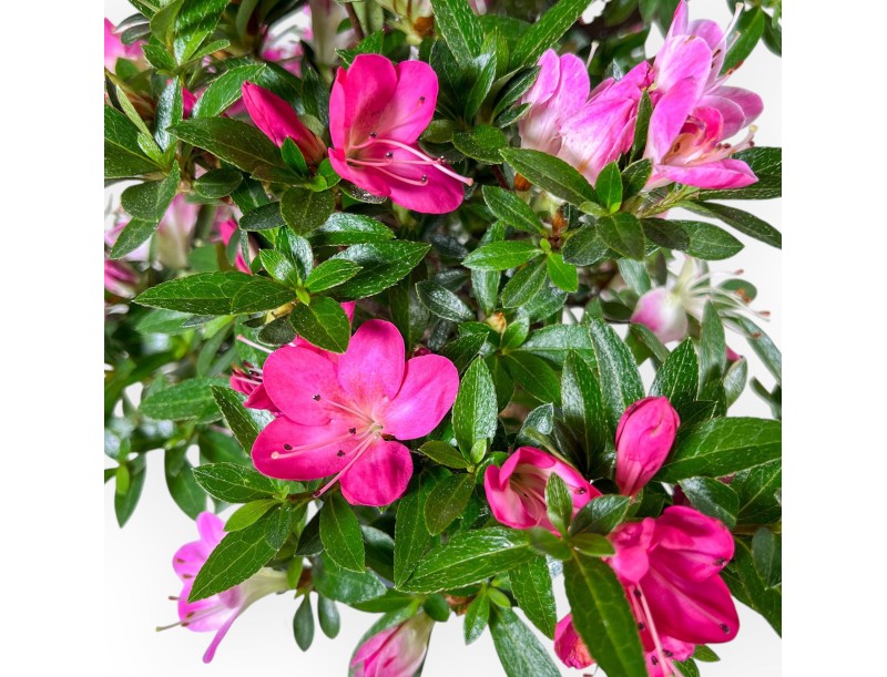 Bonsai of Azalea 48 cm | Round blue plastic pot