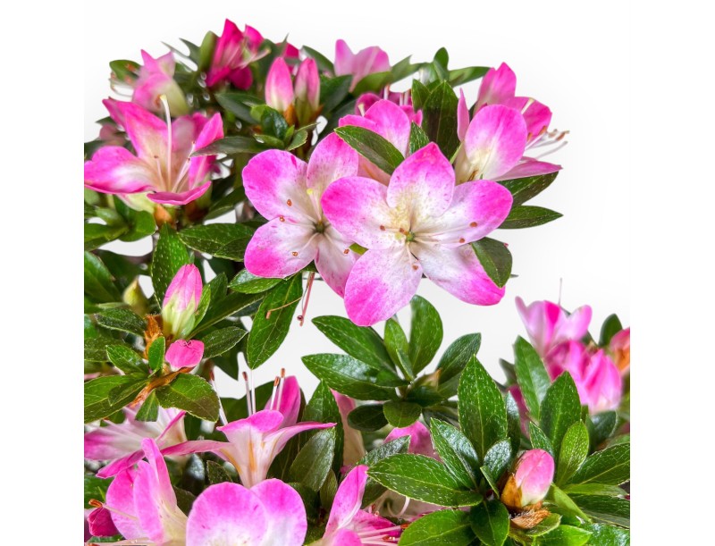Bonsai of Azalea 48 cm | Round blue plastic pot