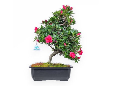 Bonsai van Azalea van 48 cm | Rechthoekig bruin plastic pot