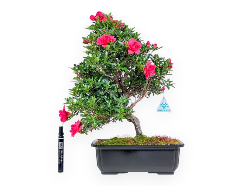 Bonsai van Azalea van 48 cm | Rechthoekig bruin plastic pot